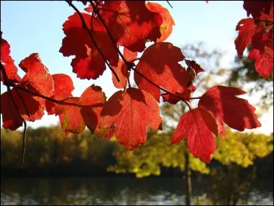 ''Automne'' est un prénom.