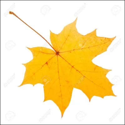 Cette feuille est une feuille...