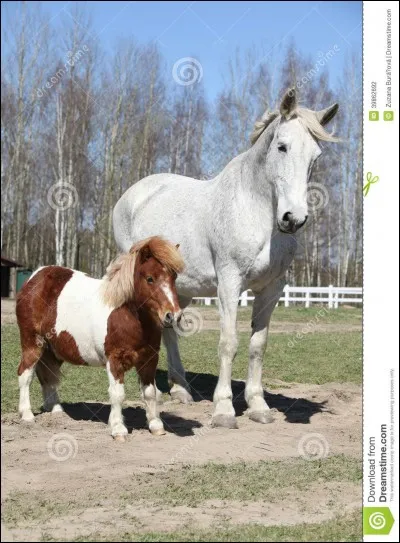 A partir de qu'elle taille un poney est il un cheval?
