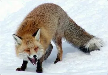 Le cri du renard est le clapissement.