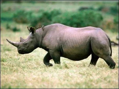 Le rhinocros d'Asie a deux cornes sur le nez.