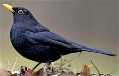 La femelle du merle est marron.
