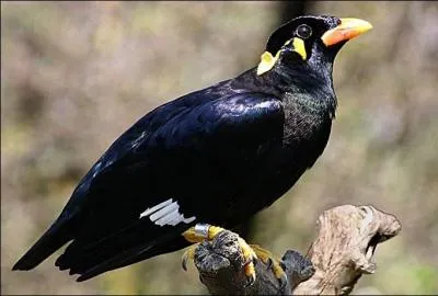 Le mainate peut imiter la voix humaine.