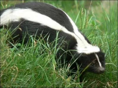 La moufette crache un liquide  l'odeur repoussante pour loigner les ennemis.