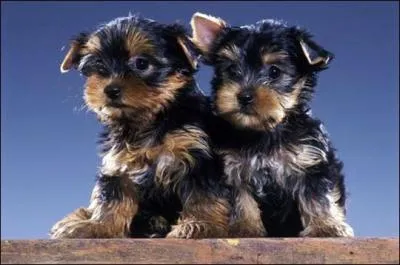 Le plus petit chien du monde est un Yorkshire.