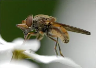 La taon femelle pique et suce le sang.