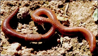 Comment dit-on ver de terre ?