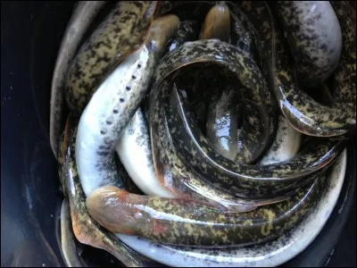 Quelle est la particularité de la lamproie ?