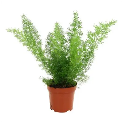 Comment se nommait sa plante fétiche ?