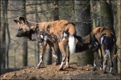 Quel est cet animal autrement appelé chien sauvage d'Afrique ?