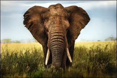 L'éléphant serait l'animal le plus intelligent de la planète d'après les scientifiques :