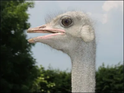 Les autruches enfouissent leurs têtes dans le sable.