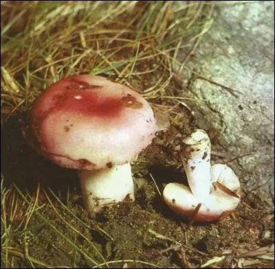 Quelle est cette russule ?