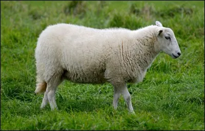Comment s'appelle la femelle du bélier ?