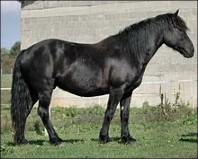 Comment s'appelle la femelle du poney ?