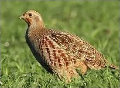 Comment s'appelle la femelle de la perdrix ?