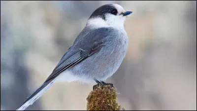 Comment s'appelle la femelle de l'oiseau ?