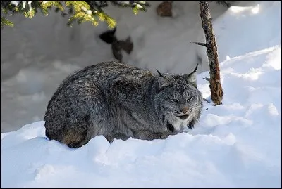 Comment s'appelle la femelle du loup-cervier ?