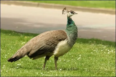 Comment s'appelle la femelle du paon ?