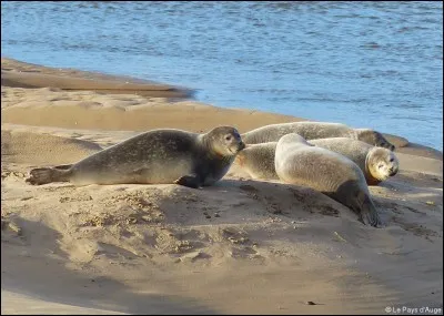 Comment s'appelle la femelle du phoque ?