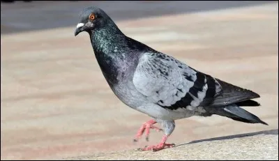Comment s'appelle la femelle du pigeon ?