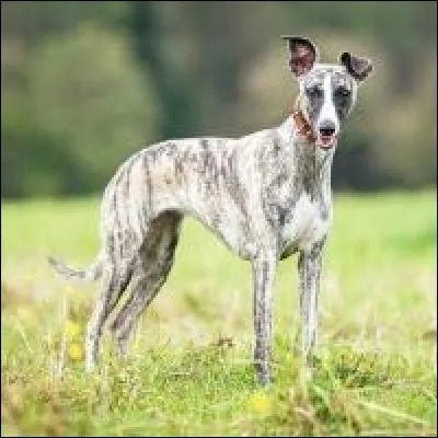 Comment s'appelle la femelle du lévrier ?