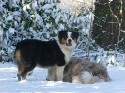 Comment s'appelle le chien d'Hoony ?