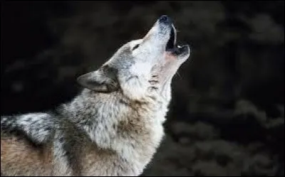 Comment désigne-t-on le loup qui domine la meute ?