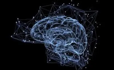 Combien de neurones comprend le cerveau humain ?