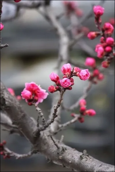 Quel est le réalisateur du film "Pas de printemps pour Marnie" ?