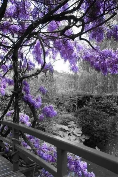 Lequel de ces champignons se cueille au printemps ?