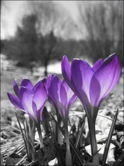 Je rends un hommage particulier aux toutes premières fleurs de printemps qui poussent en montagne, par tapis de couleur blanche ou violette, à la fonte des neiges ?