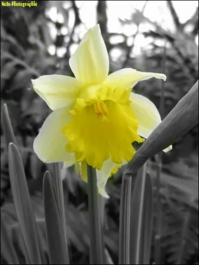 Magnifique fleur de printemps, de quelle famille est la jonquille ?