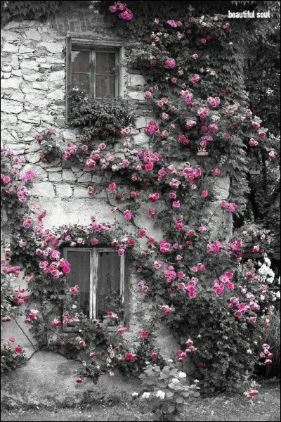 Complétez les paroles célèbres de Claude François "Viens à maison, tous les oiseaux...."