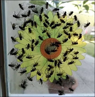 Albert Camus est l'auteur de la pièce de théâtre "Les Mouches".