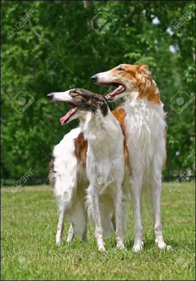 Connaissez-vous cette race ?