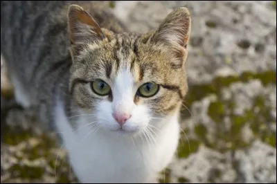 Et cette race de chat est...