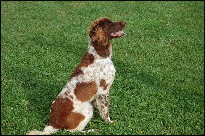 Voyons si vous connaissez cette race de chien, c'est un :