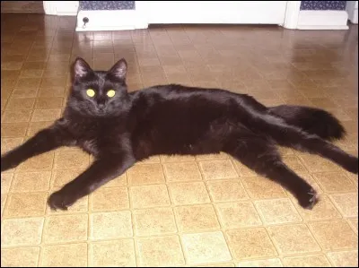 Quelle race est-ce ?