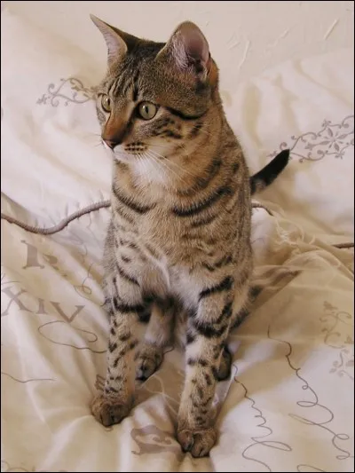 Quelle race est-ce ?