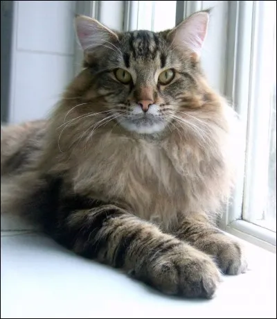 Quelle race est-ce ?