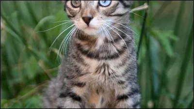 Quelle race est-ce ?