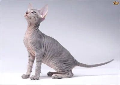 Quelle race est-ce ?