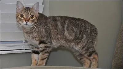 Quelle race est-ce ?