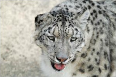 À quoi la couleur de la fourrure des léopards des neiges sert-elle ?