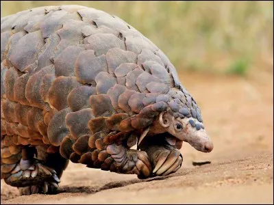 Quelle caractéristique des pangolins les rend unique parmi les mammifères ?