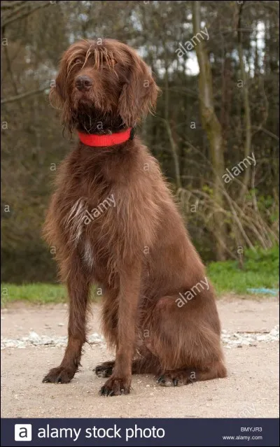 Quelle race est-ce ?