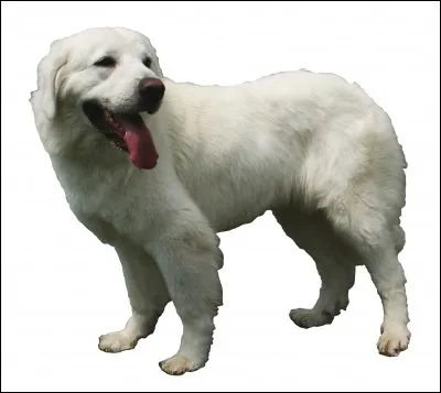 Quelle race est-ce ?