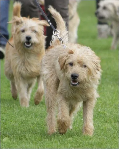 Quelle race est-ce ?