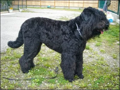 Quelle race est-ce ?